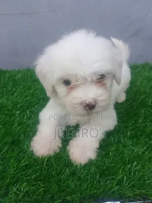 1-3 months Male Purebred Lhasa Apso