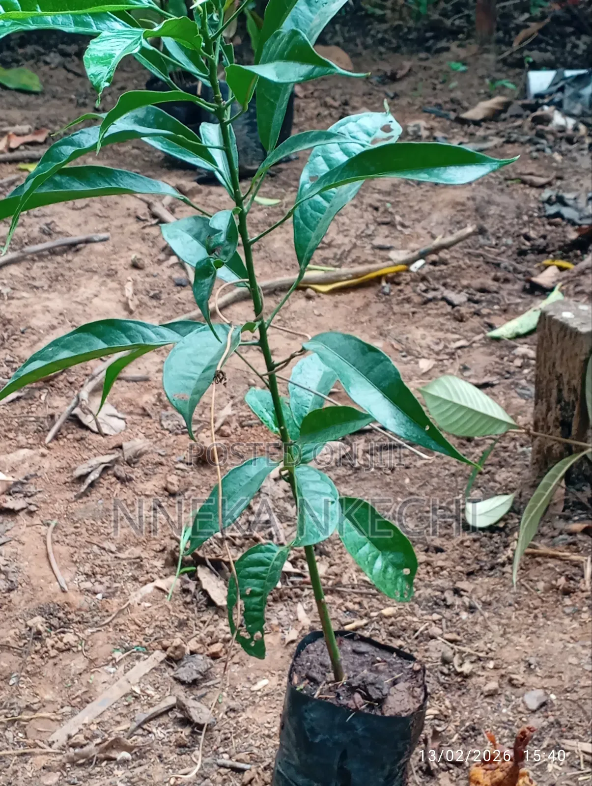Kolanut Seedlings and Nurseries