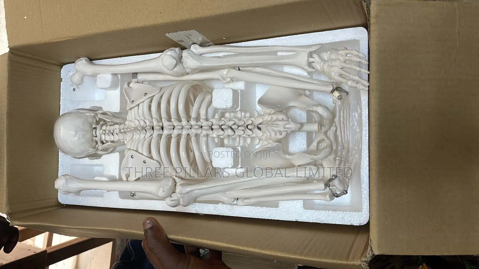 Human Skeleton System