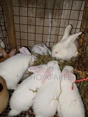 Rabbit Weaners Available