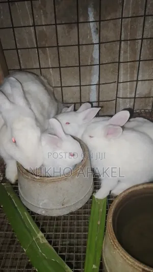 Rabbit Weaners Available