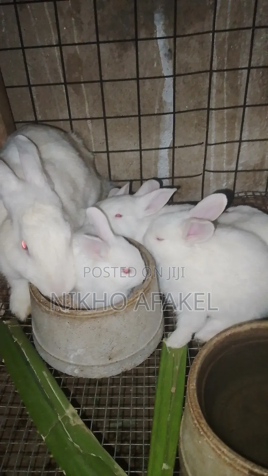 Rabbit Weaners Available