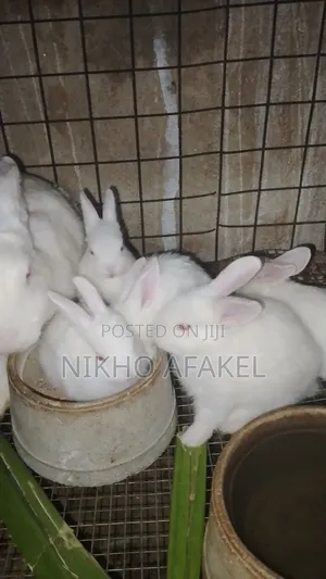 Rabbit Weaners Available