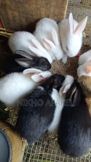 Rabbit Weaners Available