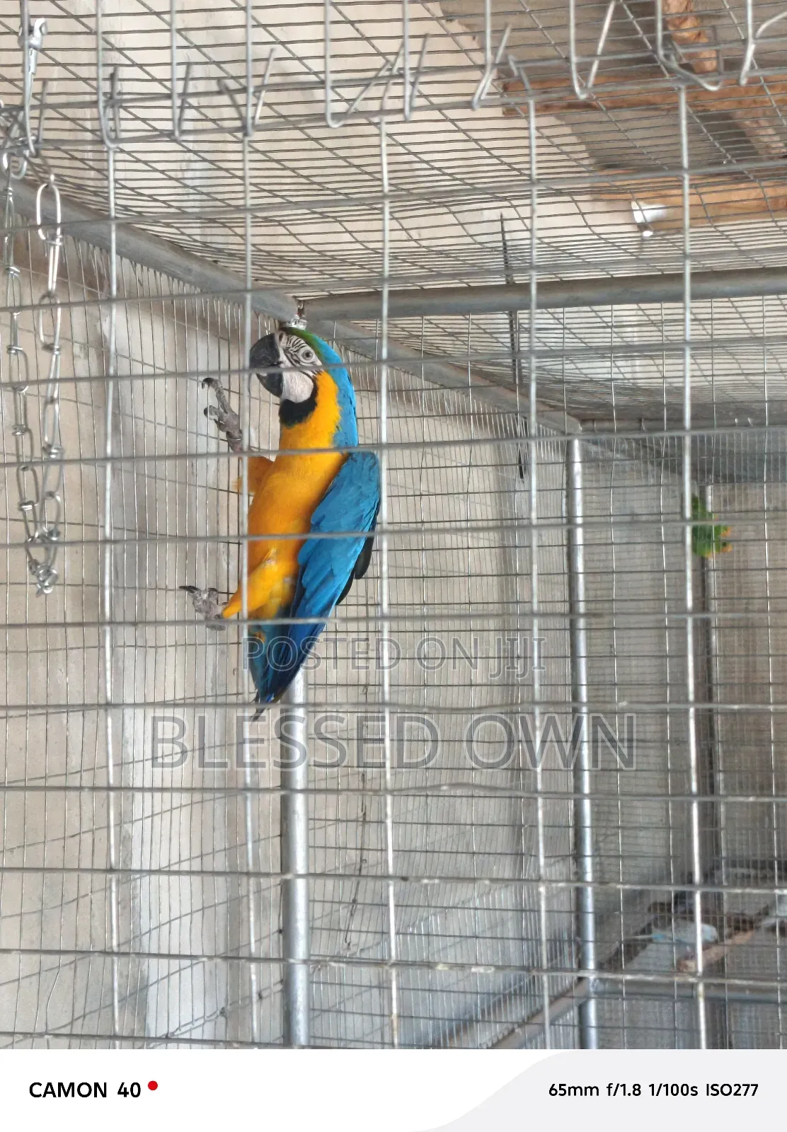 Maccaw Birds