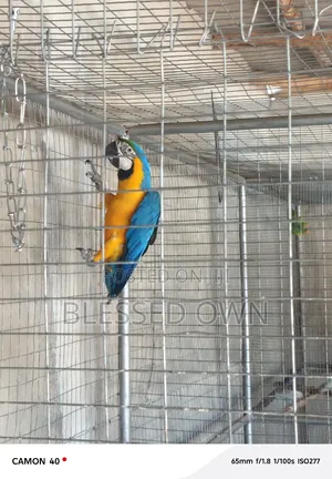 Maccaw Birds