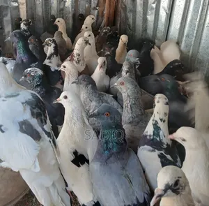 Adult Pigeons