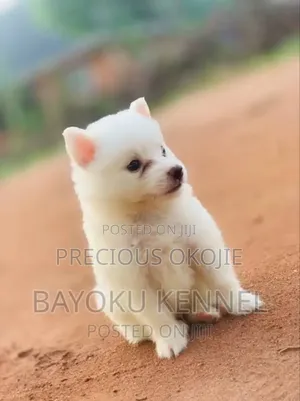 1-3 months Female Purebred American Eskimo