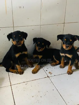 3-6 months Male Purebred Rottweiler