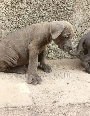 1-3 months Male Purebred Cane Corso