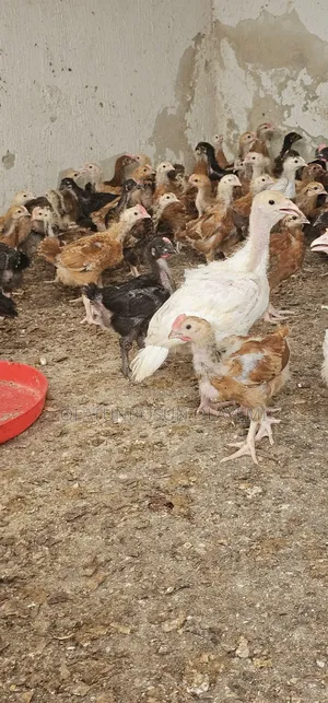 Four Weeks Noiler