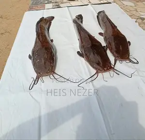 Table Sized Catfish