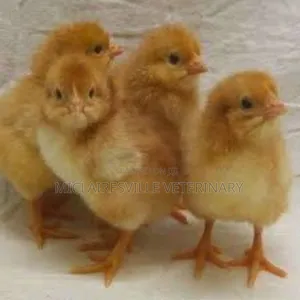 Day Old Chi Pullets (Isa Brown) || 1 Carton -#2750