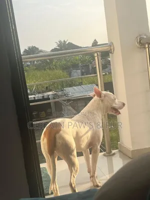1+ year Female Purebred American Pit Bull Terrier