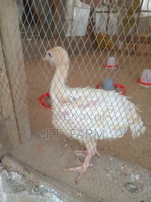 Imported Turkey