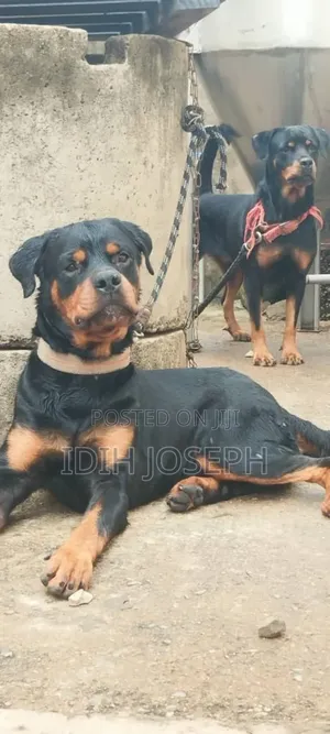1-3 months Female Purebred Rottweiler