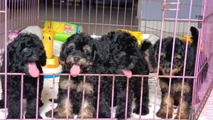 1-3 months Male Purebred Poodle
