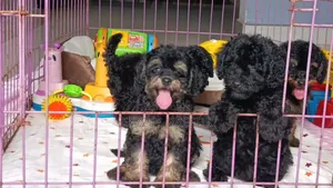 1-3 months Male Purebred Poodle