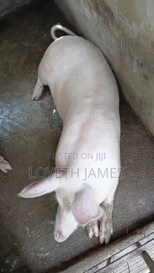 Foreign Pigs ( Tn 70 / Landrace )