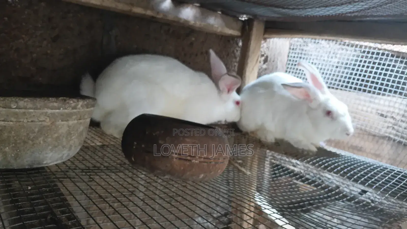 Rabbit Breeders