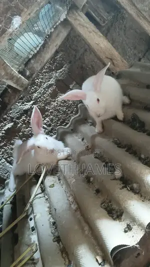 Rabbit Breeders