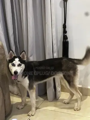 6-12 months Male Purebred Siberian Husky