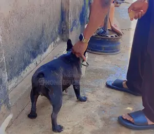1+ year Female Purebred French Bulldog