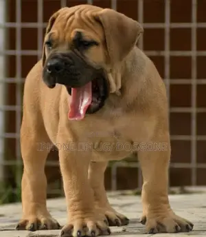 3-6 months Female Purebred Boerboel