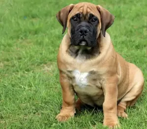 3-6 months Male Purebred Boerboel