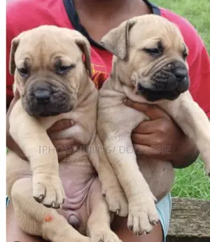 0-1 month Female Purebred Boerboel