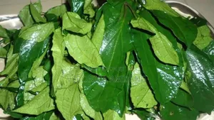 Wash and Dehydrated Dried Ugu Leaf