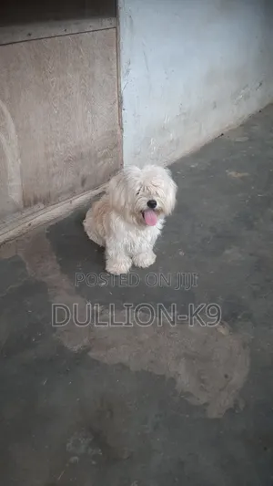 6-12 months Male Purebred Lhasa Apso