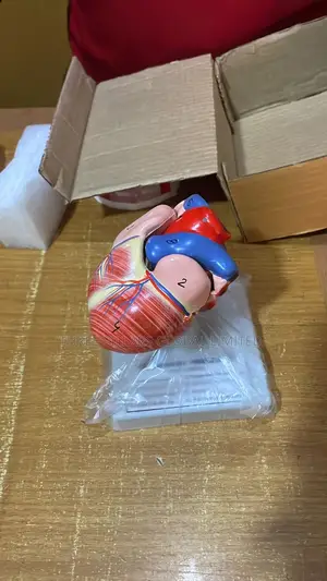 Heart Model