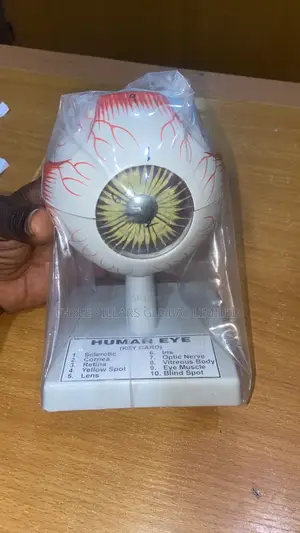 Eye Model for Anatomy