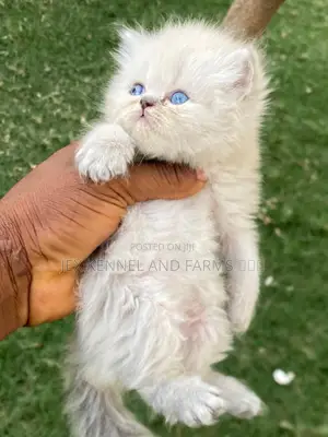 1-3 months Male Purebred Persian