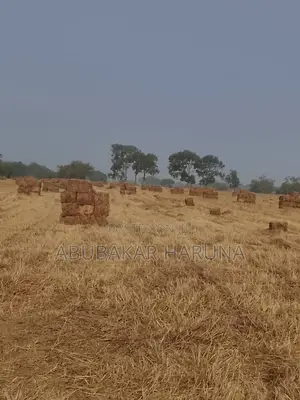 Grasses And Legumes Seed