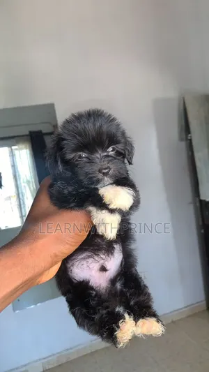 1-3 months Male Purebred Lhasa Apso