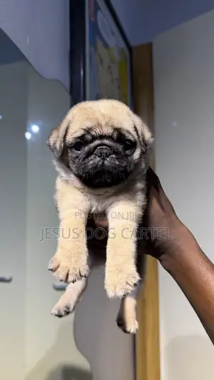 1-3 months Male Purebred Pug