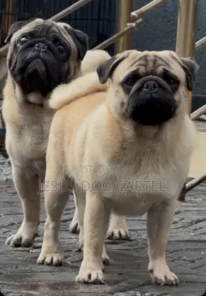 1+ year Male Purebred Pug