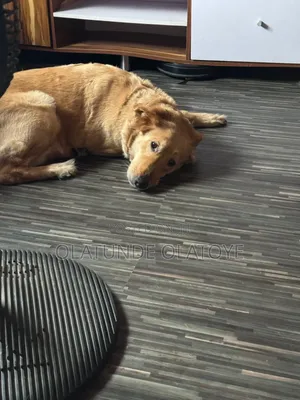 1+ year Female Purebred Golden Retriever