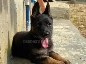 1-3 months Female Purebred German Shepherd
