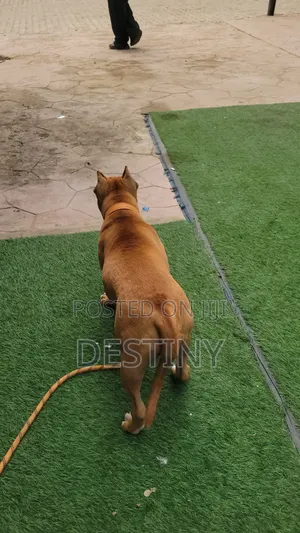 3-6 months Female Purebred American Bully
