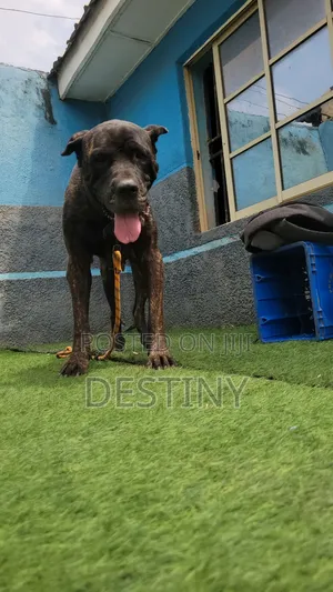 1+ year Female Purebred Cane Corso