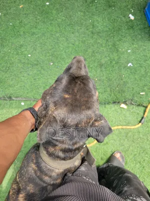 1+ year Female Purebred Cane Corso