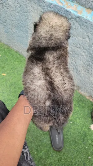 1-3 months Male Purebred Caucasian Shepherd
