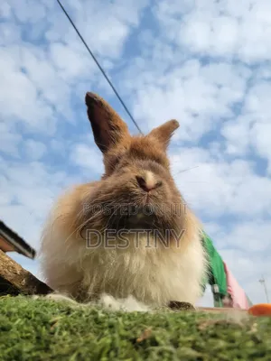 Lovely Looking Bunnies