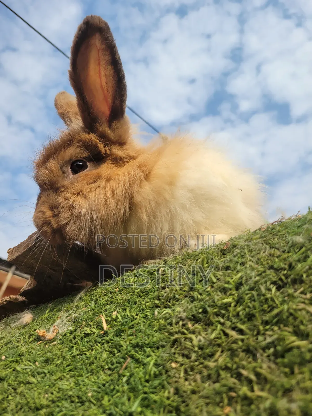 Lovely Looking Bunnies