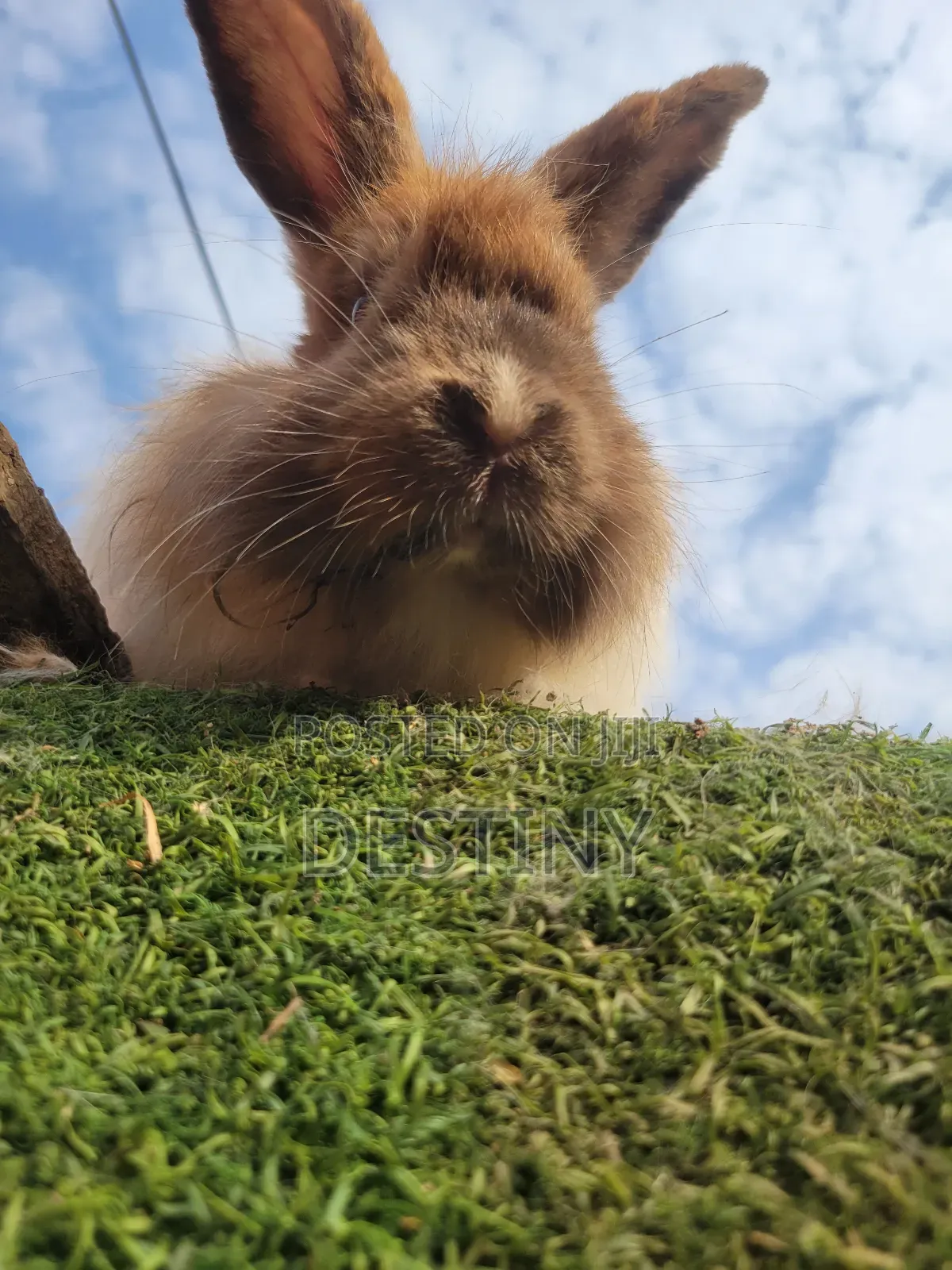 Lovely Looking Bunnies