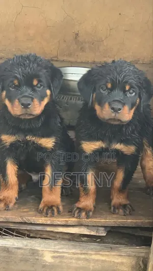 1-3 months Male Purebred Rottweiler