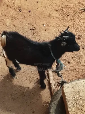 Active Male Goat